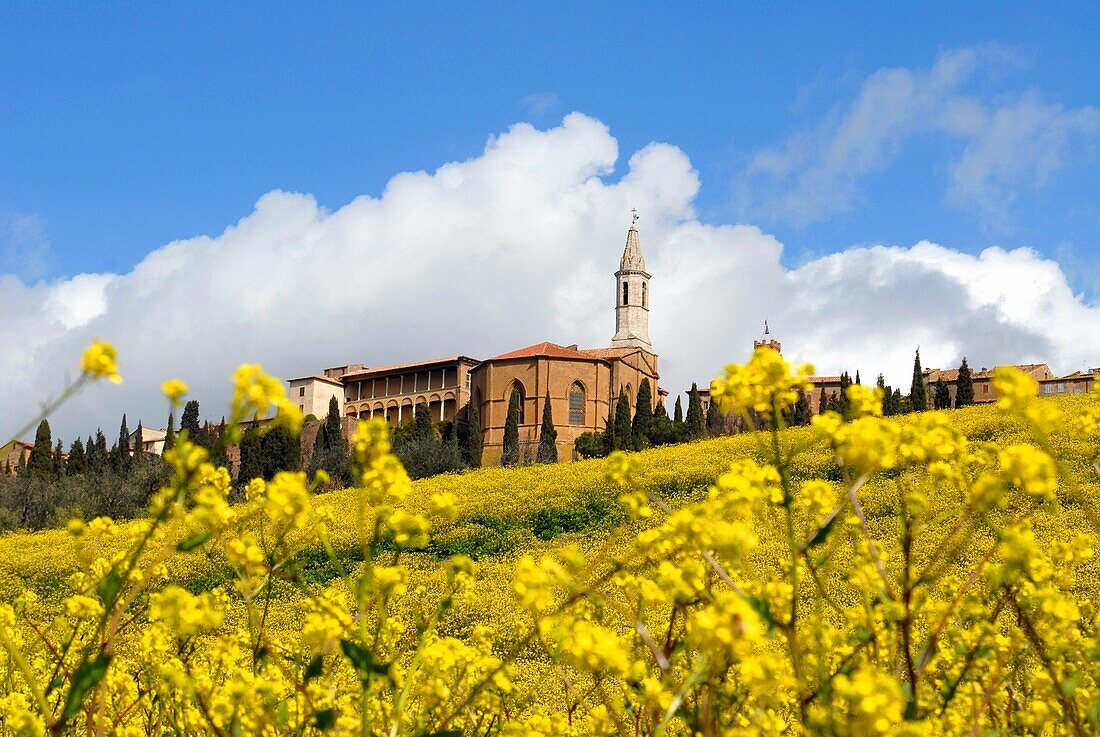 The Duomo of Pienza through a field of bright yellow canola flowers Tuscany Italy