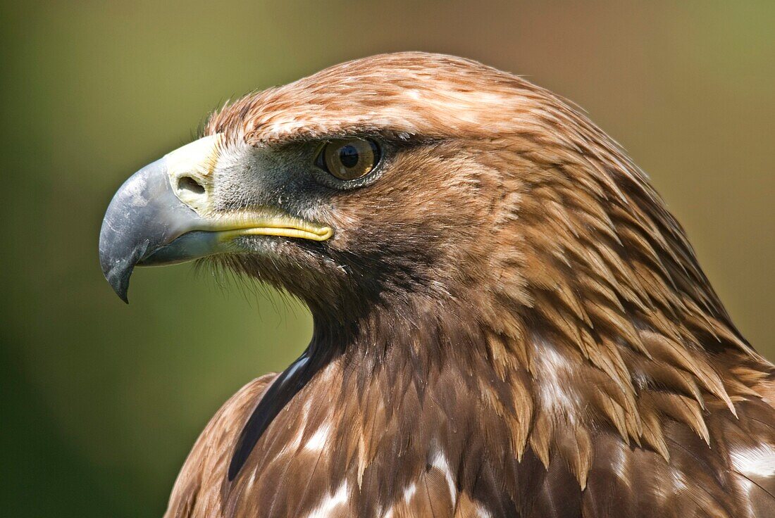 Golden Eagle Aquila chrysaetos Captive