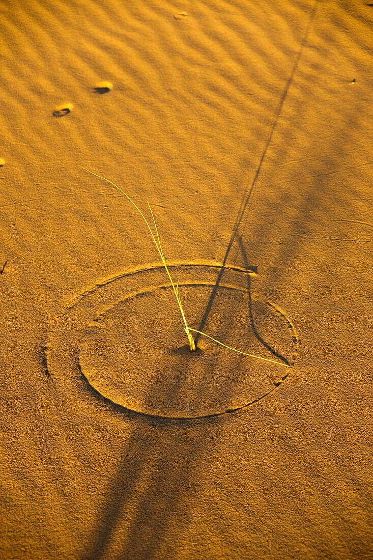 A natural sundial formed by wind and grass in desert sand dunes
