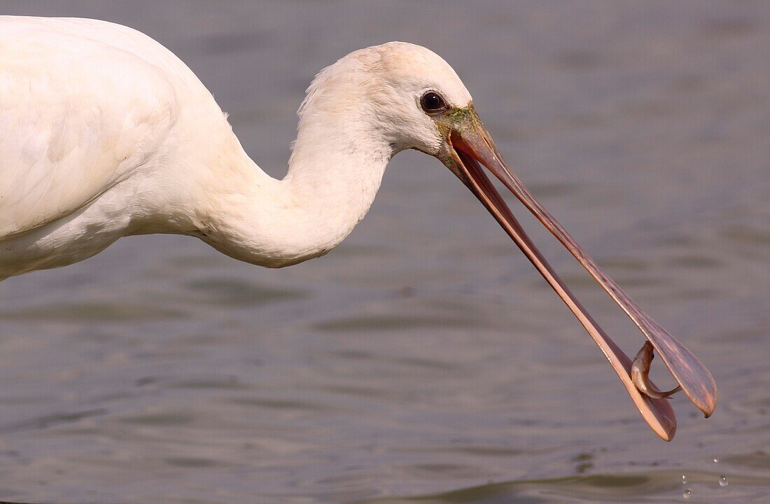 Common spoonbill Platalea leucorodia with a fish in its bill  This wading bird is found in southern Eurasia, Europe and North Africa  It migrates to the tropics in winter  It inhabits marshy wetlands and feeds on fish, frogs and other aquatic animals  Pho