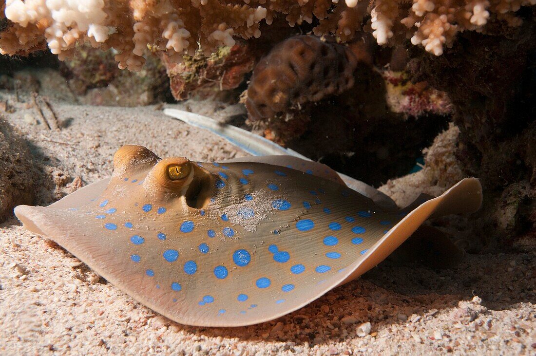 The bluespotted ribbontail ray Taeniura lymma is a species of stingray in the family Dasyatidae  Found from the intertidal zone to a depth of 30 m 100 ft, this species is common throughout the tropical Indian and western Pacific Oceans in nearshore, coral