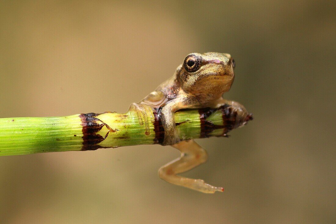 European tree frog, Hyla arborea, On a lily Israel