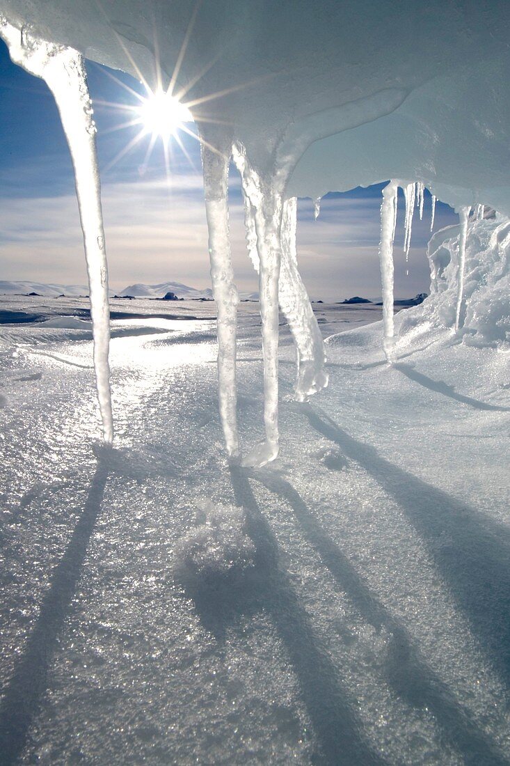 Icicles melting in the Arctic midnight sun