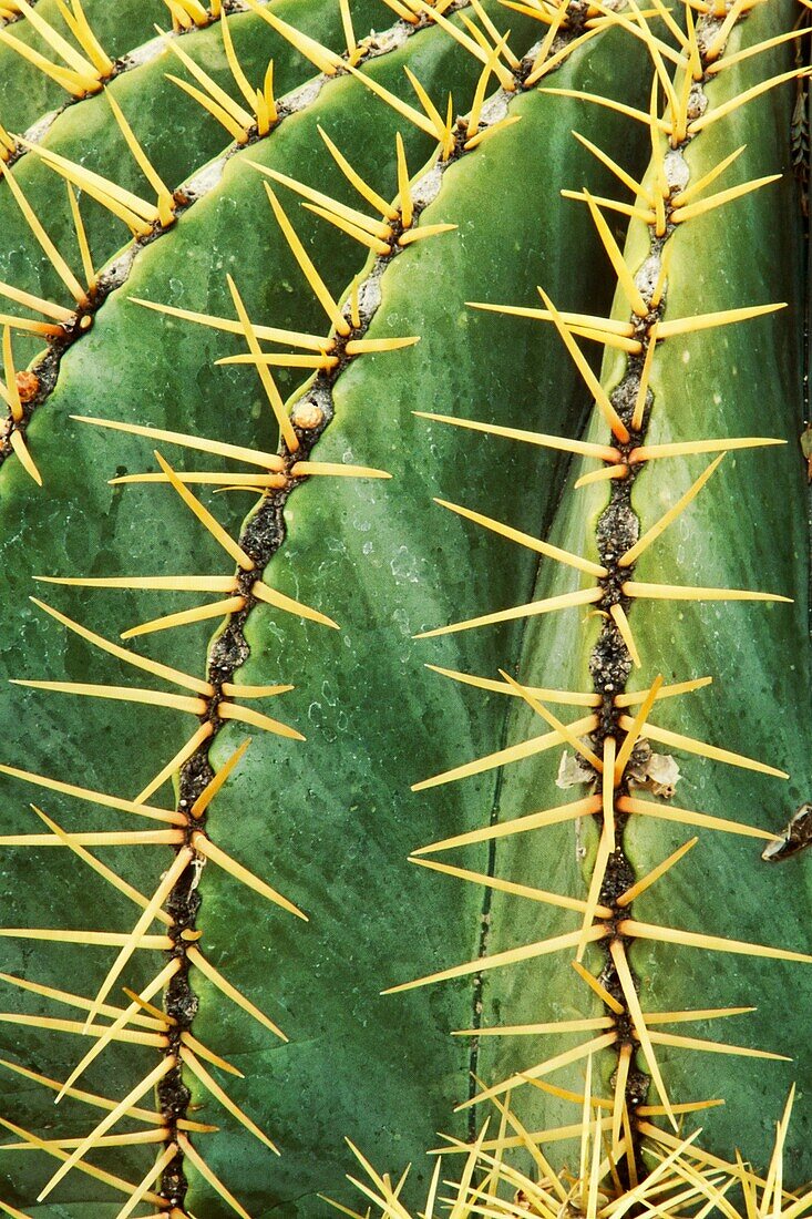 Close up of a Blue Barrel Cactus Ferocatus glaucescens