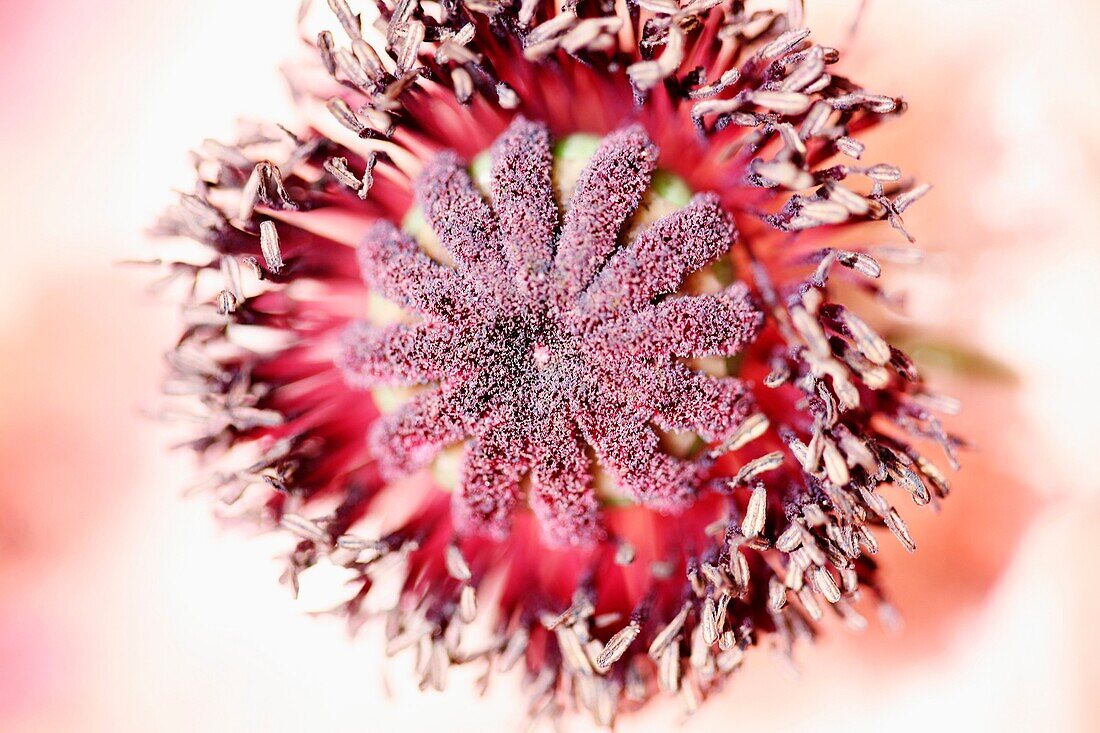 Gorgeous Centre of Blush Pink Oriental Poppy, Patty´s Plum