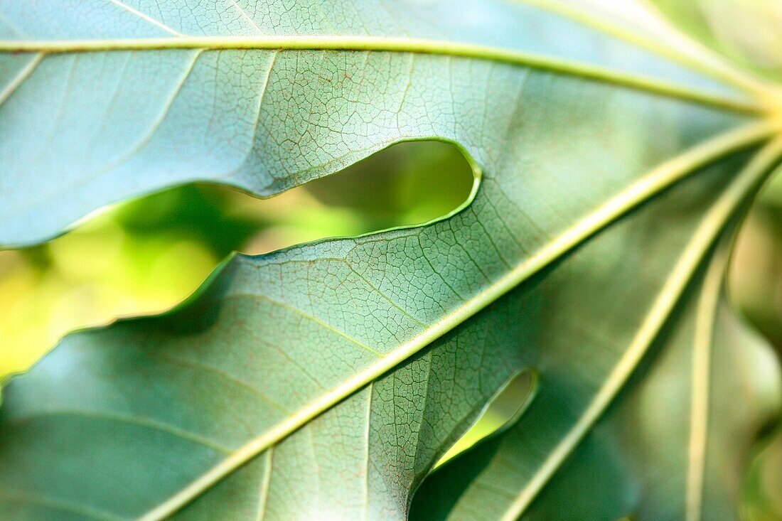 Beautiful Japanese Aralia Leaf in a Contemporary Style