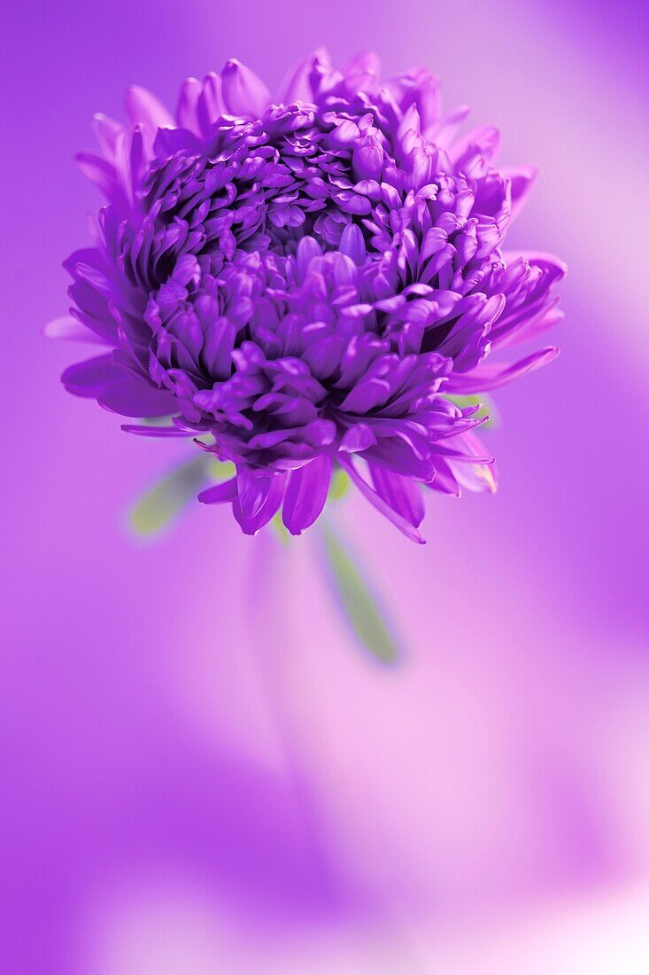 Perfect Lilac Aster Flower