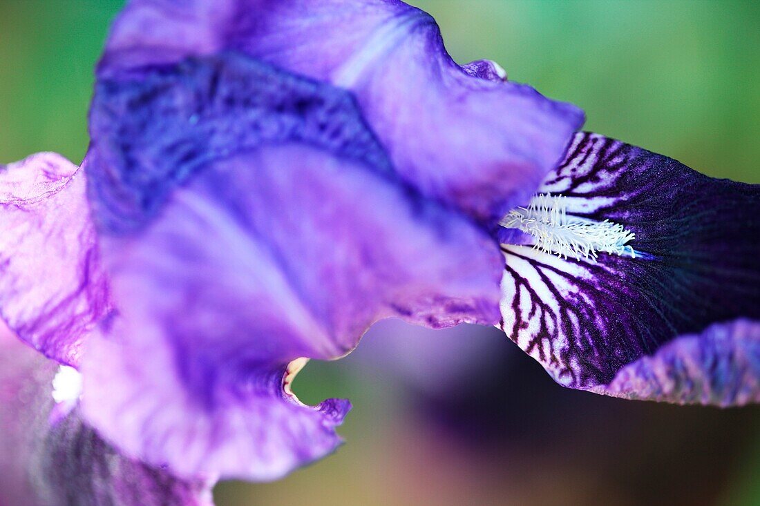 Zeitgenössische, frei fließende blaue Iris