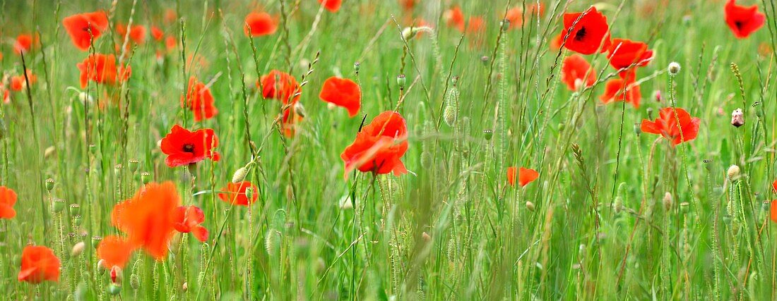 Red Poppy Field Panorama Delightful Summer Scene