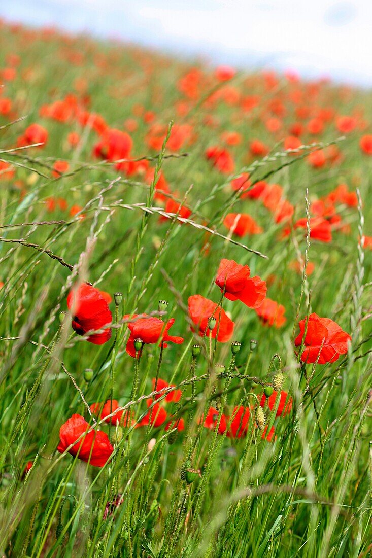 Red Poppies in a Field Delightful Summer Scene