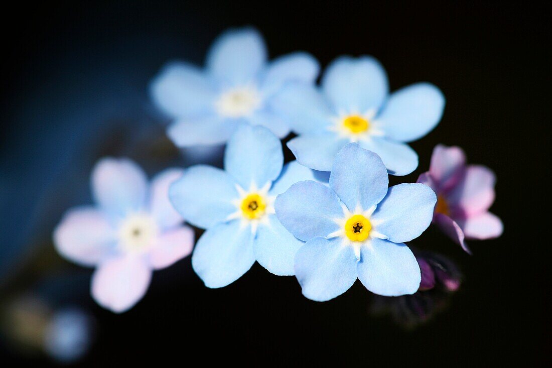 Gorgeous Blue Forget Me Nots, a Tiny Flower Filled with Sentiment