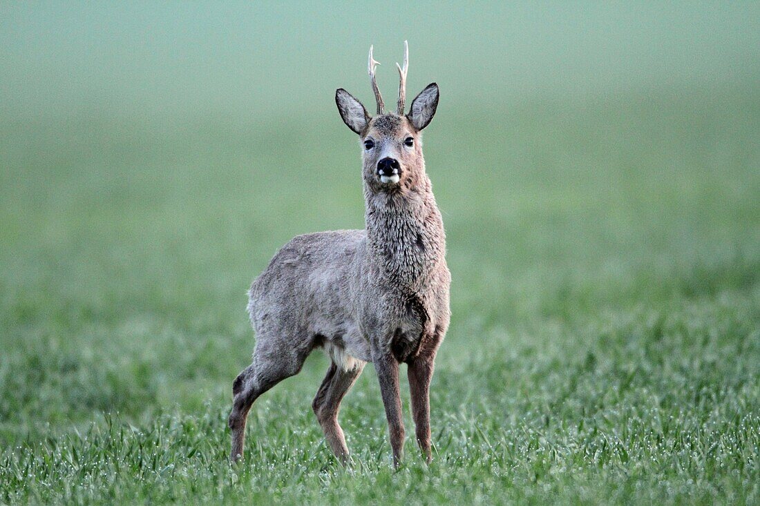 Roe Deer Capreolus capreolus, buck on alert, Germany