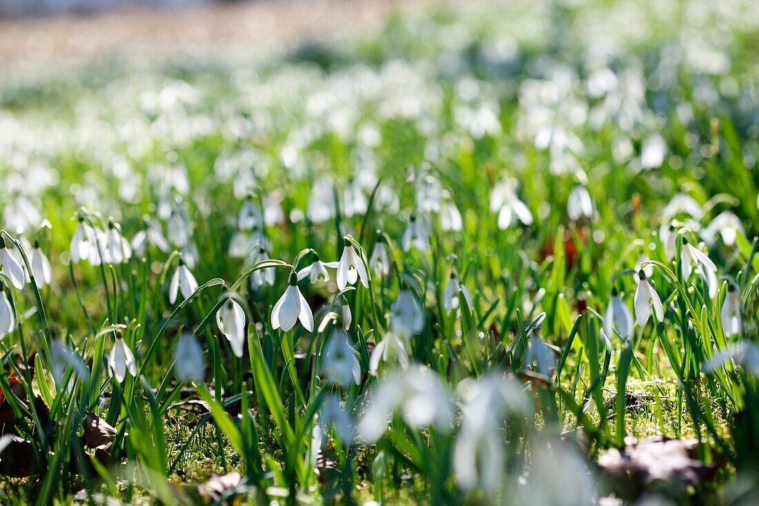 Perfectly Peaceful Scene Field of Snowdrops on a Sunny Day