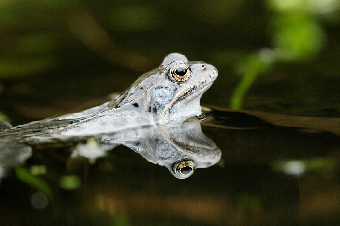 Common Frog Rana temporaria, in garden pond, Germany