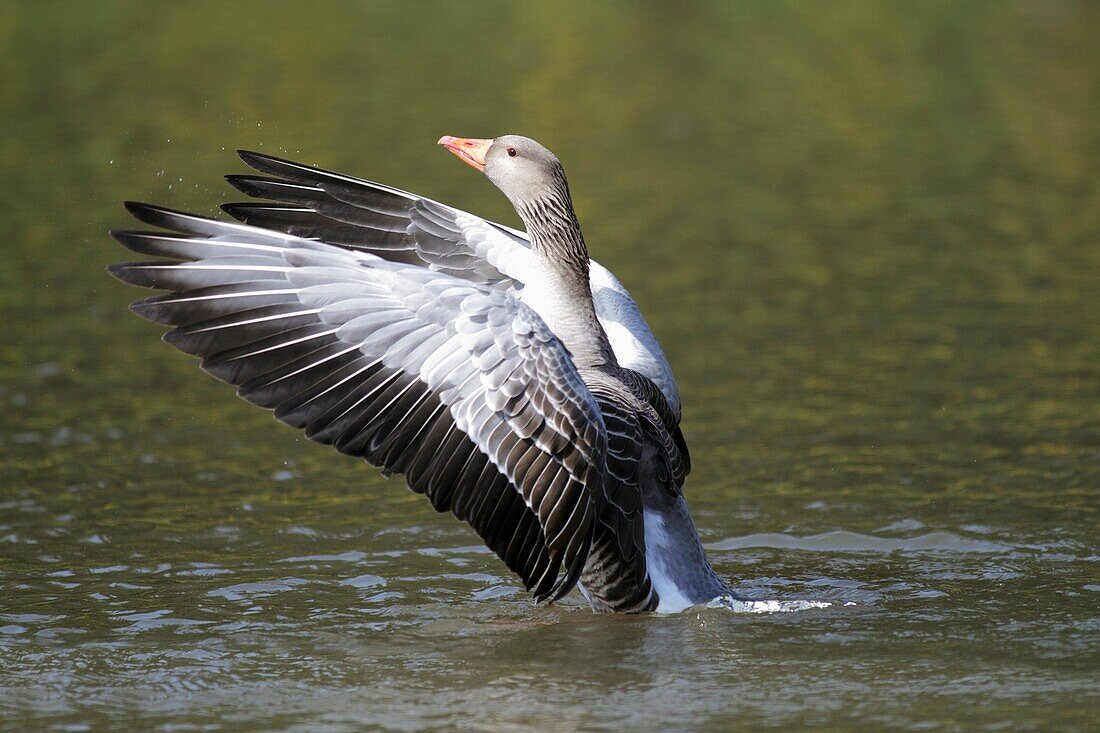Greylag Goose Anser anser, gander flapping wings on lake displaying, Germany