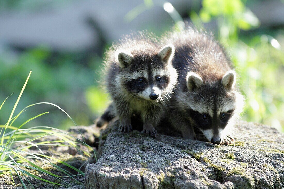 Raccoon Procyon lotor, two baby animals on tree stump, Germany