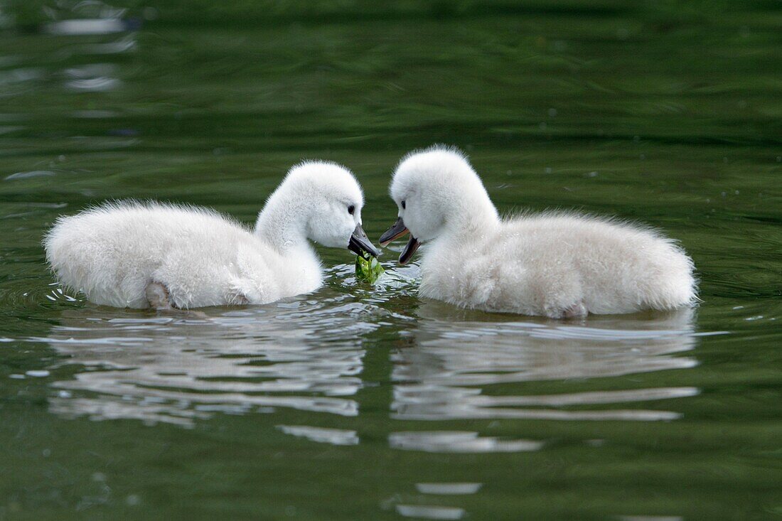 Mute Swan Cygnus olor, two cygnets swimming on lake feeding, Germany