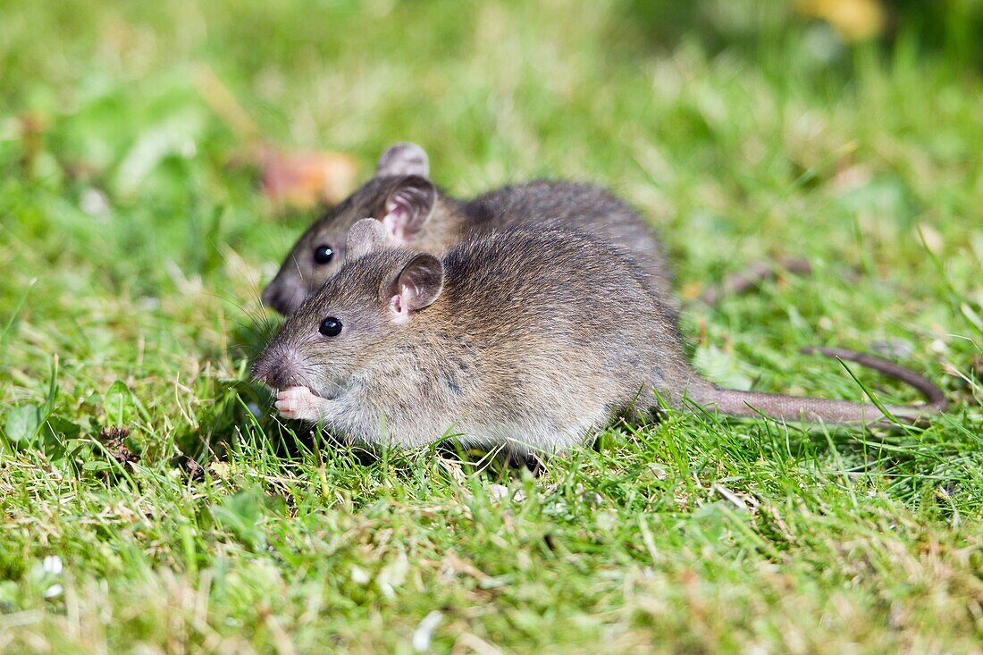 Brown Rats Rattus norvegicus, baby animals feeding on birdseed in garden, Loer Saxony, Germany