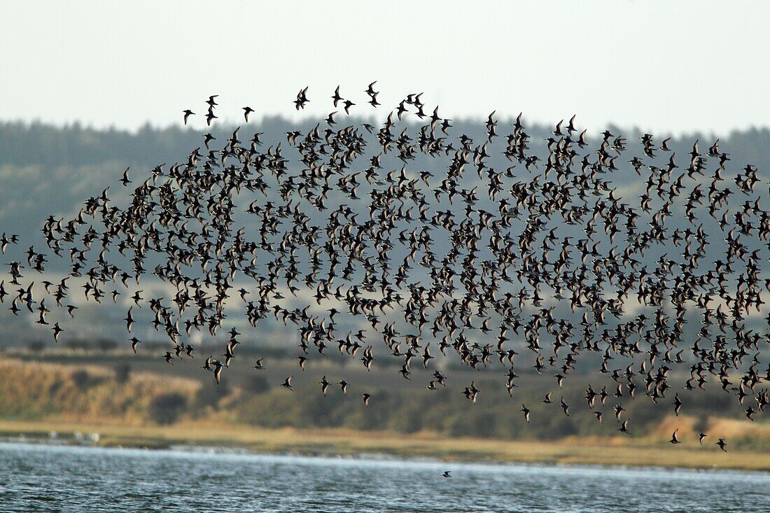 Knot Calidris canutus, flock flying over sea, Holy Island, autumn, NNR, Northumberland, England