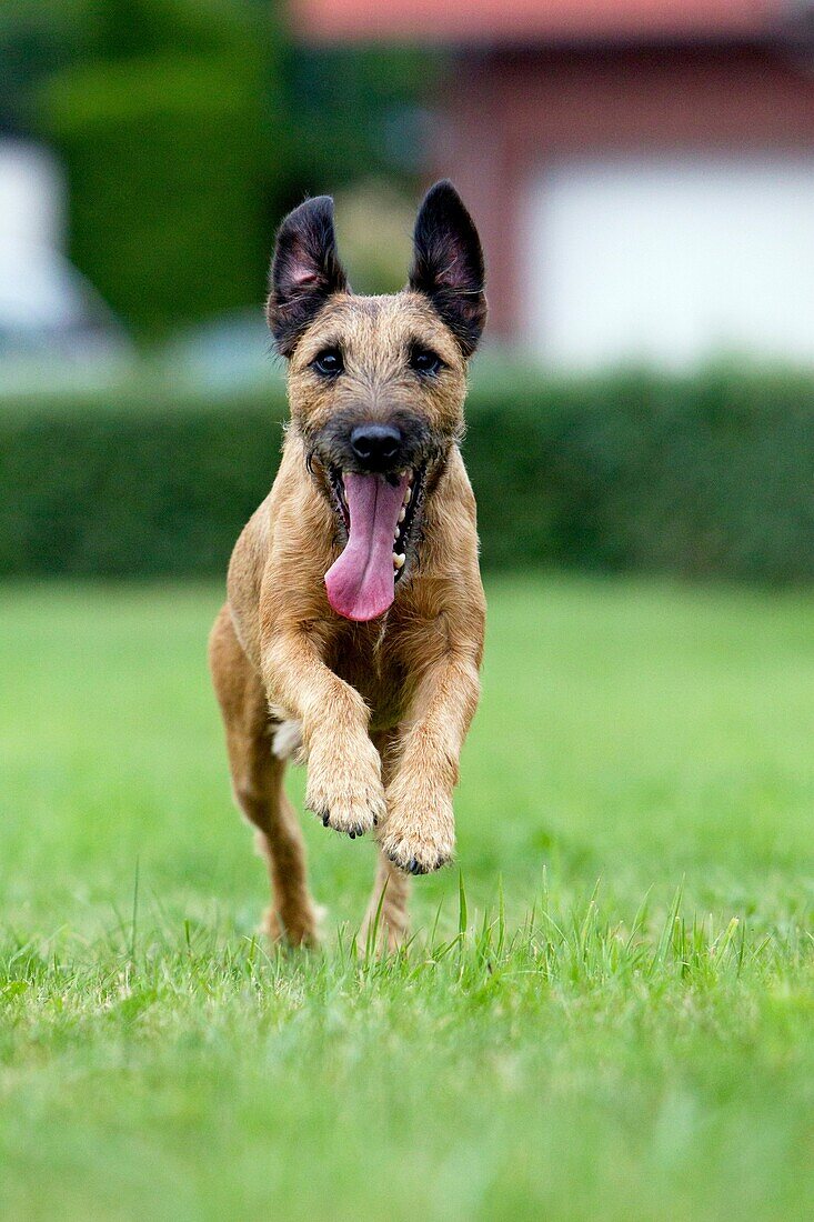 Westfalen Terrier, running, Lower Saxony, Germany
