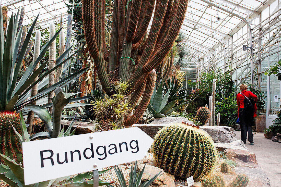 Cactuses at the tropical green house of the botanical garden, Munich, Upper Bavaria, Bavaria, Germany, Europe
