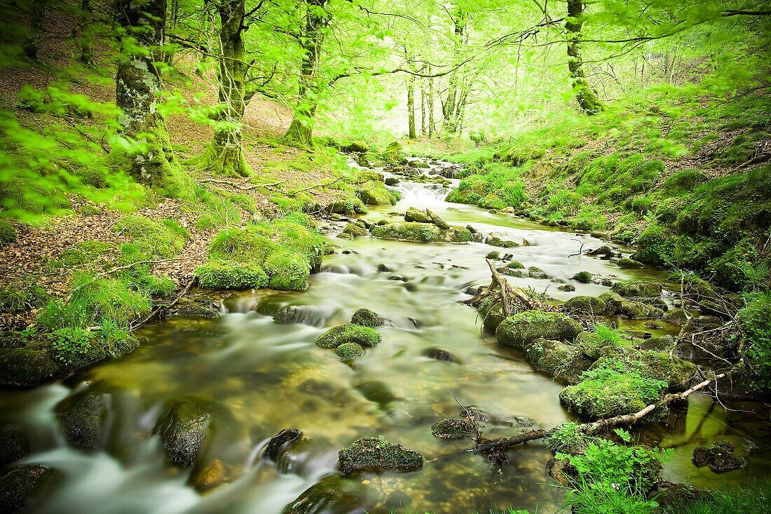 Irati forest  Navarra, Spain