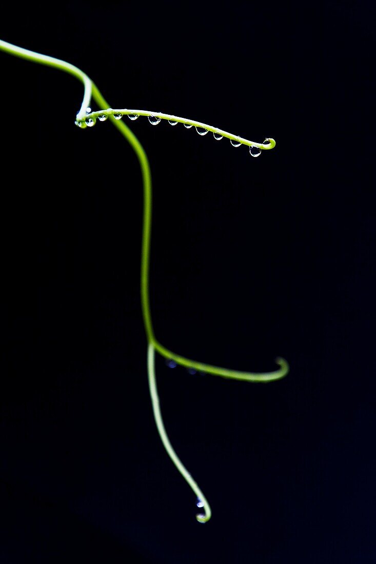 caterpillar, drop, green, leaf, moisture, vine, water, L97-1248017, AGEFOTOSTOCK