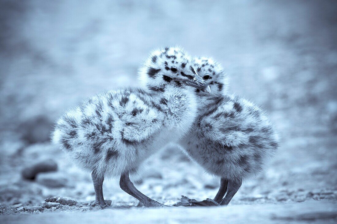 Gull chicks