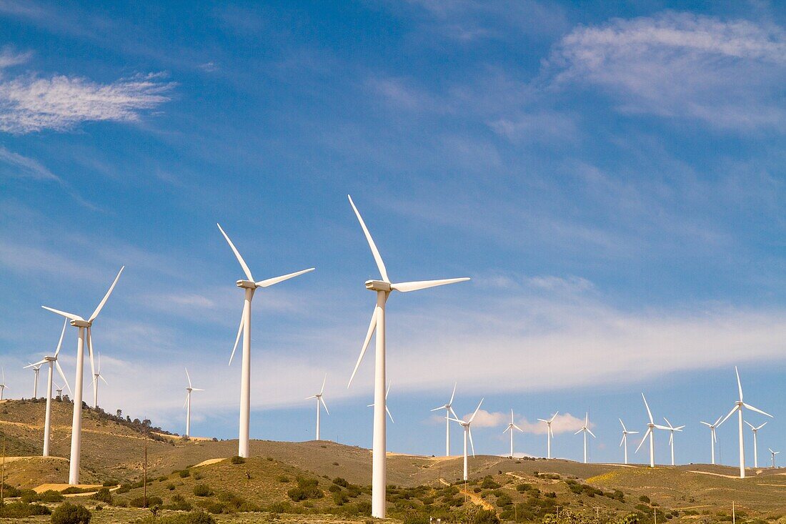 Windmills during spring