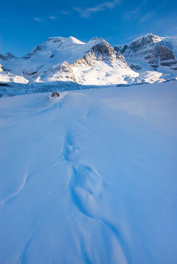 Mount Athabasca 3, 491 m 11, 453 ft in winter seen Sunwapta River, Jasper National Park Alberta Canada
