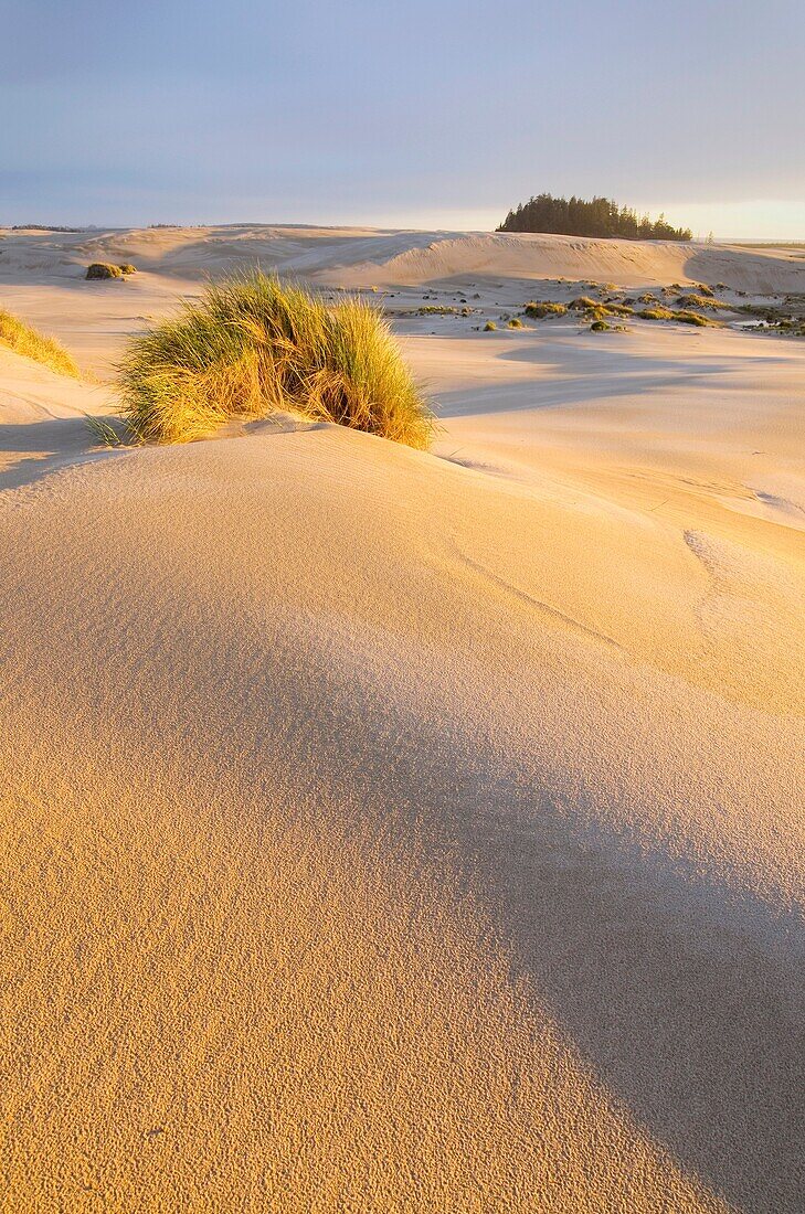 Sand dunes glowing golden in evening light, Oregon Dunes National Recreation Area