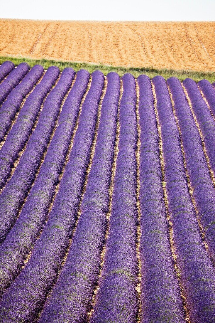 Provence, Lavender.
