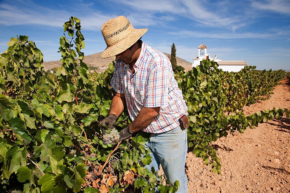 Harvesting muscat grapes. Mollina, Málaga province, Andalusia, Spain