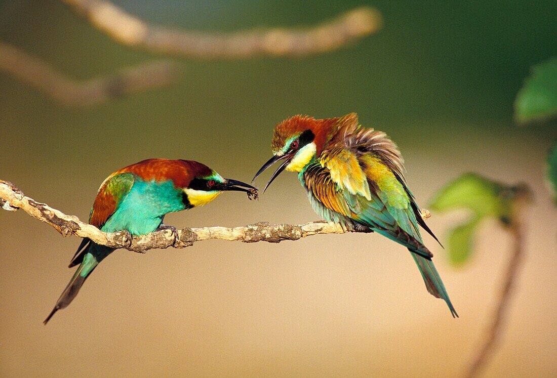 Male of Bee-eater offering a bee to a female, Majorca, Spain