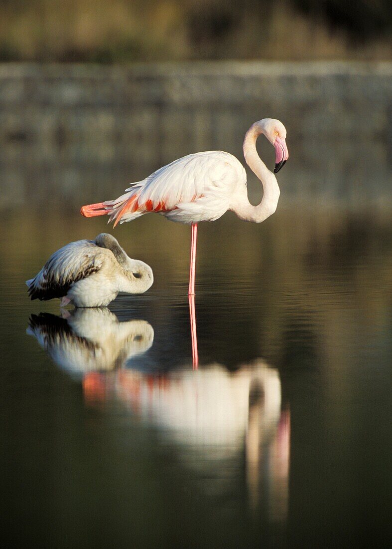 Greatr Flamingo Phoenicopterus ruber adult and young at S´Albufera, Majorca, Spain