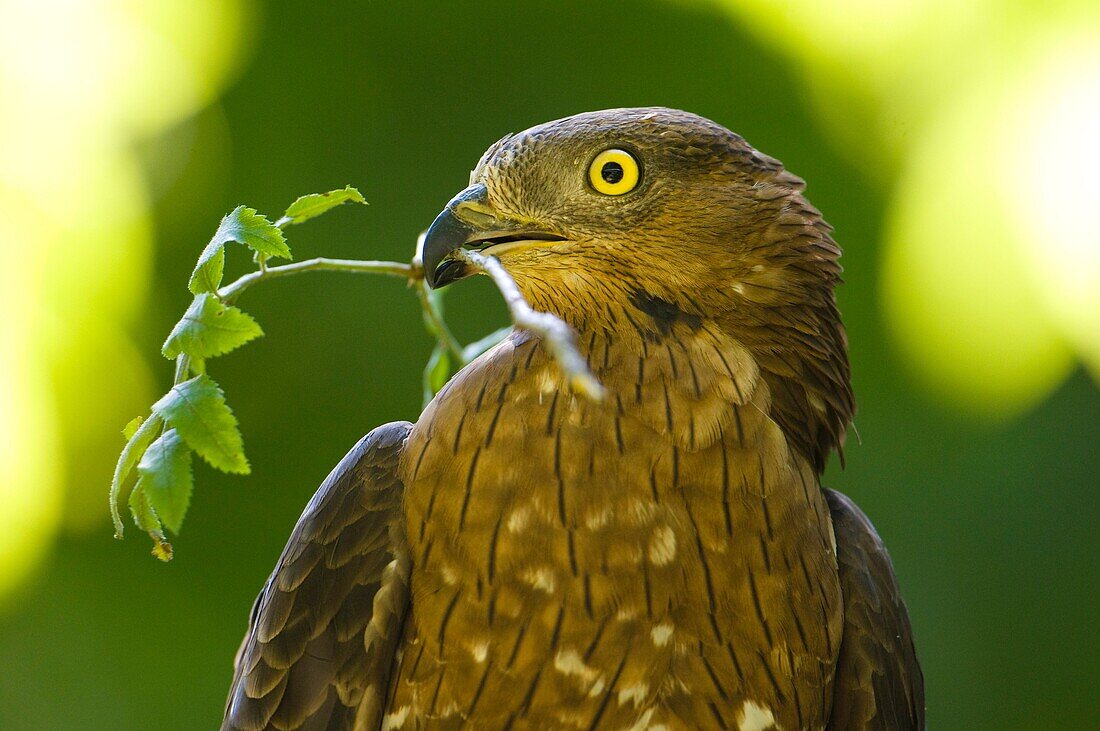 Honey buzzard (Pernis apivorus) with branch for nest-building Bavaria Germany