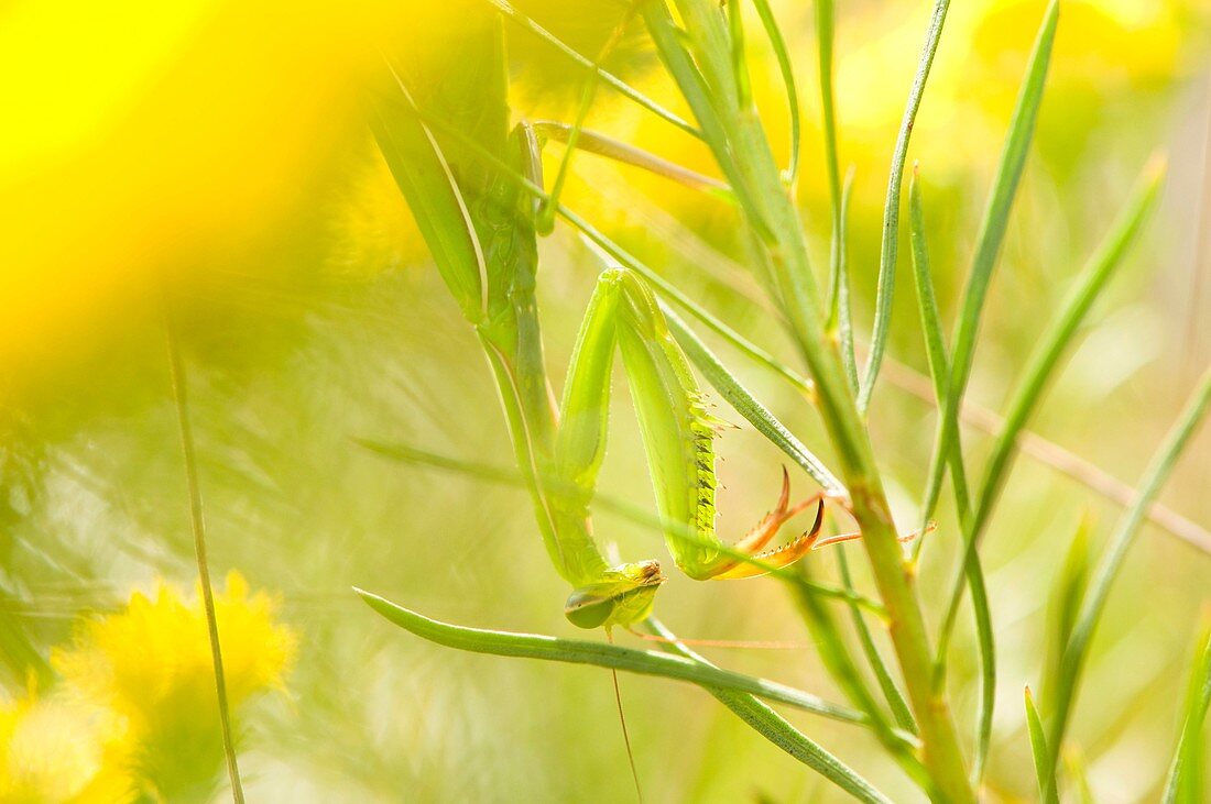 Praying mantis (Mantis religiosa), sitting in Golden aster, dry meadow, Alsace, France