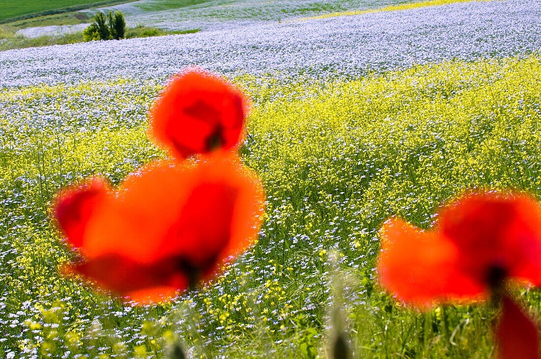 Dobruja, traditional agriculture, flax and rape, poppies, Romania