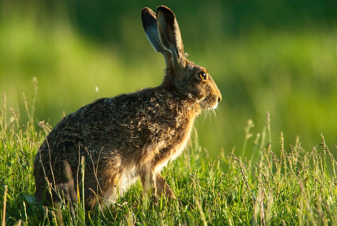 European brown hare Lepus capensis europaeus, sitting in grassland, spring, Hungary