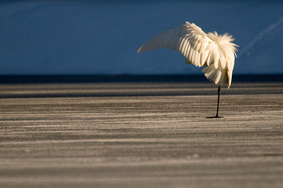 Great Egret (Casmerodius albus) on ice, preening, iced pond, winter, Bavaria, Germany