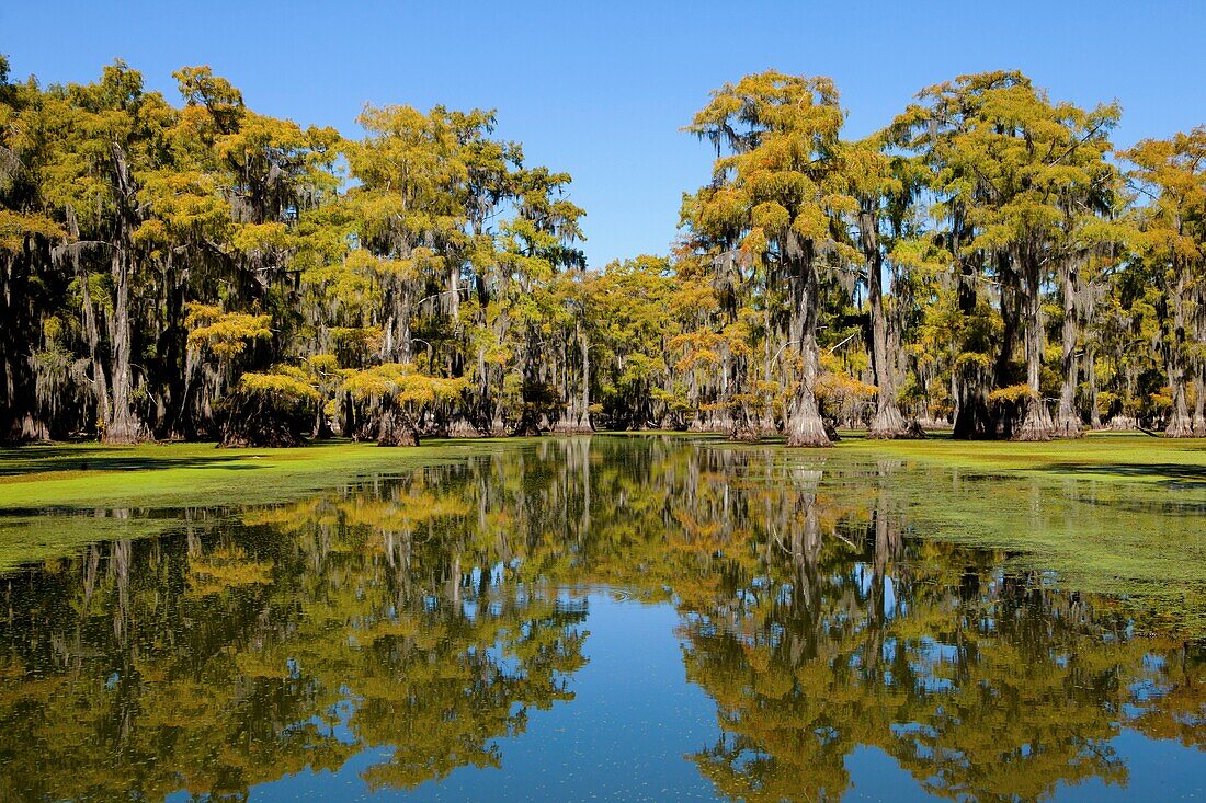 autumn, Autumn color, caddo, lake, Landscape, nature, reflection, scenic, swamp, Texas, tree, USA, S19-1377514, AGEFOTOSTOCK