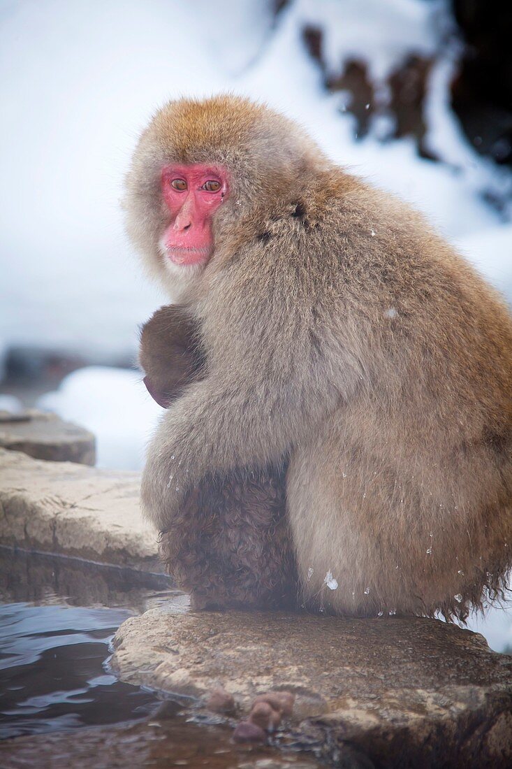 animal, baby, Baby animal, Japan, Japanese Macaque, Jigokudani yaen-koen, macaque, Nagano, travel, wildlife, winter, S19-1378413, AGEFOTOSTOCK