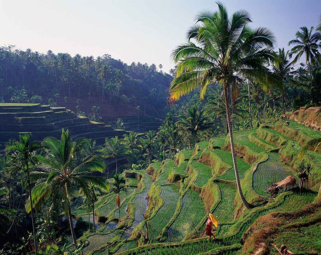 agriculture, Bali, crop, farmer, farming, Field, hi. Agriculture, Bali, Asia, Crop, Farmer, Farming, Field, Hillside, Holiday, Indonesia, Landmark, Rice, Terraced, Terraces, Tourism