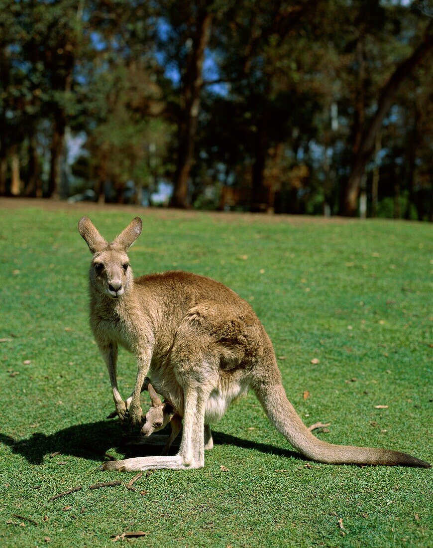 animals, Australia, careful, cub, grass, joey, kang. Animals, Australia, Careful, Cub, Grass, Holiday, Joey, Kangaroos, Landmark, Mammals, Marsupials, Park, Pouch, Together, Tourism