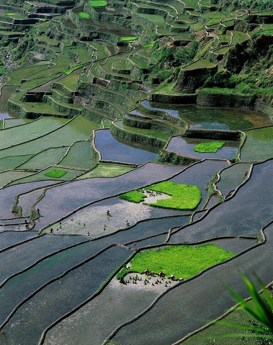 agriculture, banaue, crops, farm, farming, fields, . Agriculture, Banaue, Crops, Farm, Farming, Fields, Green, Holiday, Irrigate, Irrigating, Irrigation, Landmark, Philippines, Asia