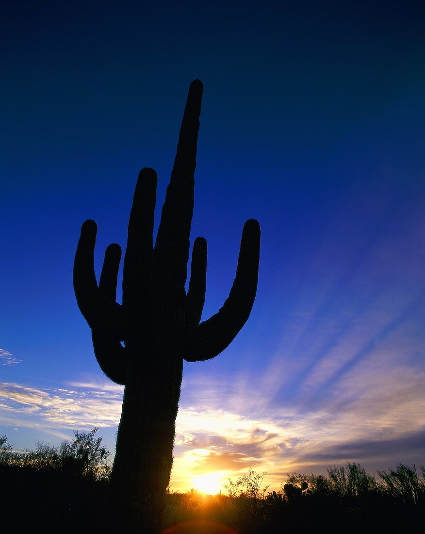 arid, Arizona, barren, cactus, desert, dry, plant, . America, Arid, Arizona, Barren, Cactus, Desert, Dry, Holiday, Landmark, Plant, Saguaro, Silhouette, Sunrise, Sunset, Tourism, Tr