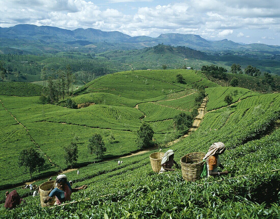 Nuwara Eliya, Sri Lanka, Tea Fields, Tea Pickers, . Fields, Holiday, Landmark, Nuwara eliya, Pickers, Sri lanka, Asia, Tea, Tourism, Travel, Vacation