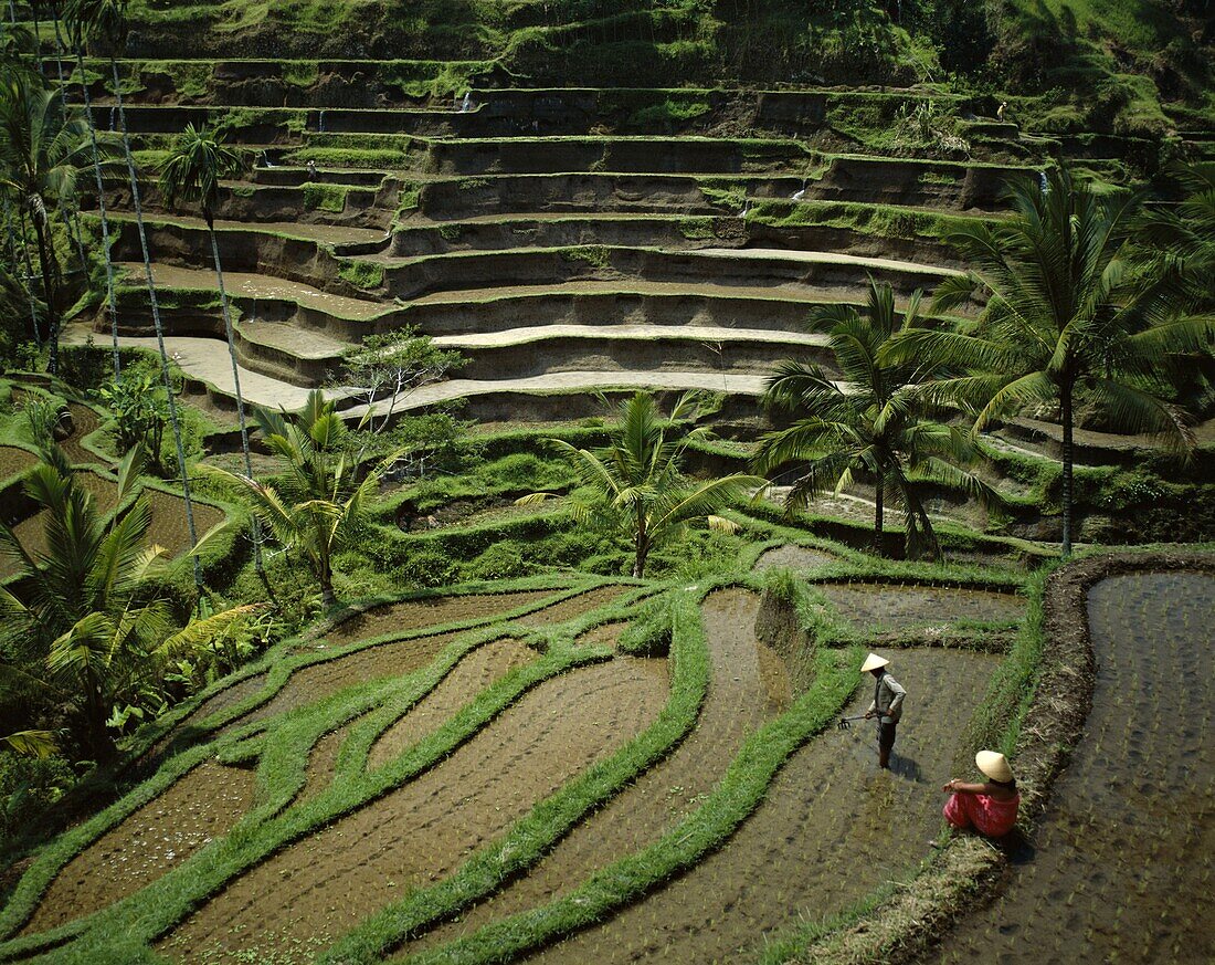 Bali, Indonesia, Rice Terraces, Ubud, . Bali, Asia, Holiday, Indonesia, Landmark, Rice terraces, Tourism, Travel, Ubud, Vacation