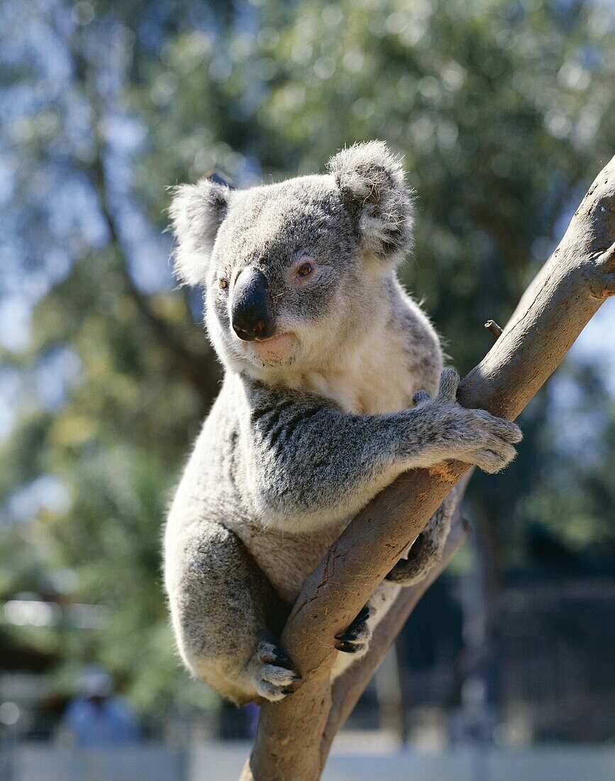 Australia, Brisbane, Eucalyptus Tree, Koala Bear, L. Australia, Bear, Brisbane, Eucalyptus, Holiday, Koala, Landmark, Lone pine sanctuary, Queensland, Tourism, Travel, Tree, Vacatio