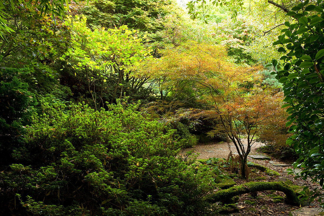 The Japanese Garden, Nr Newquay, Cornwall, England